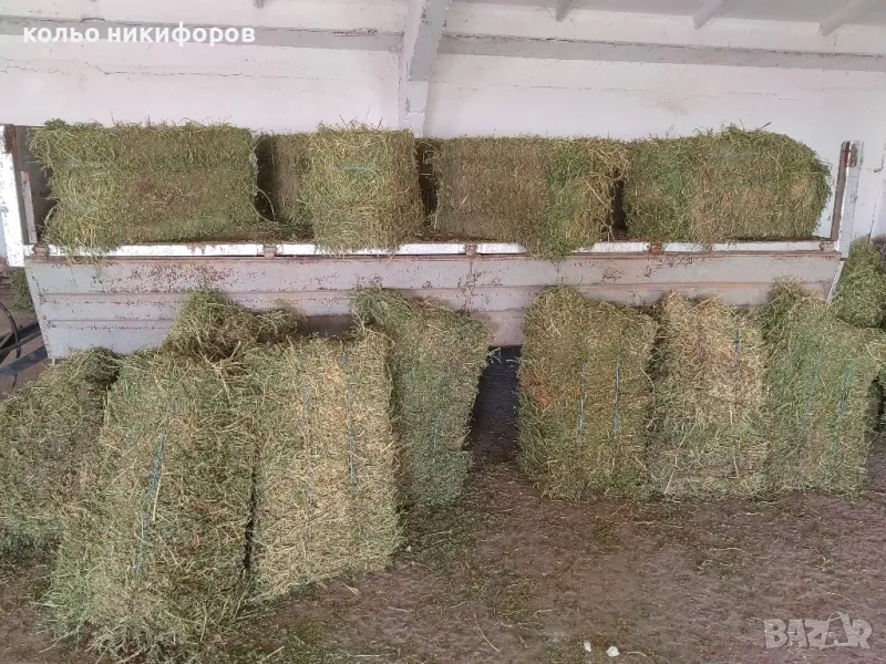 Бали люцерна /2025г./, снимка 1