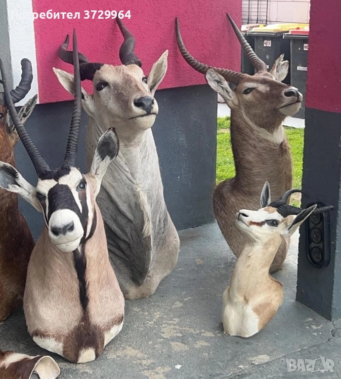 Трофеи - орикс, Еланд, воден козел, снимка 1