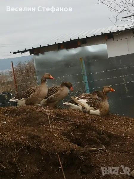  гъски свободно отгледани, снимка 1