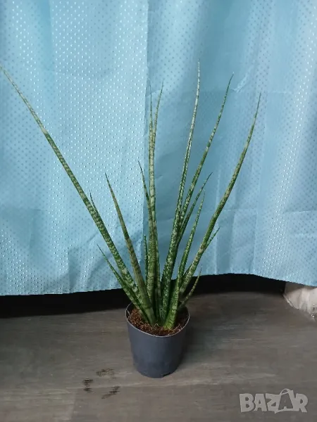 Сансевиера 56см., снимка 1