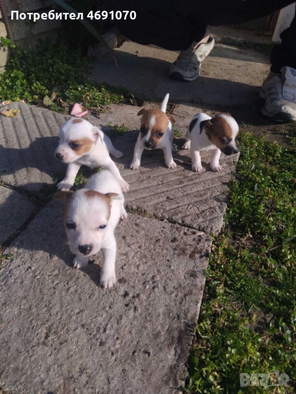 Джак ръсел, снимка 1