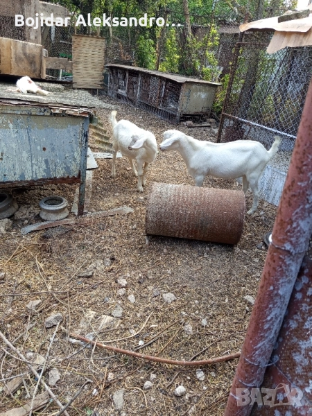 яре за клане , снимка 1