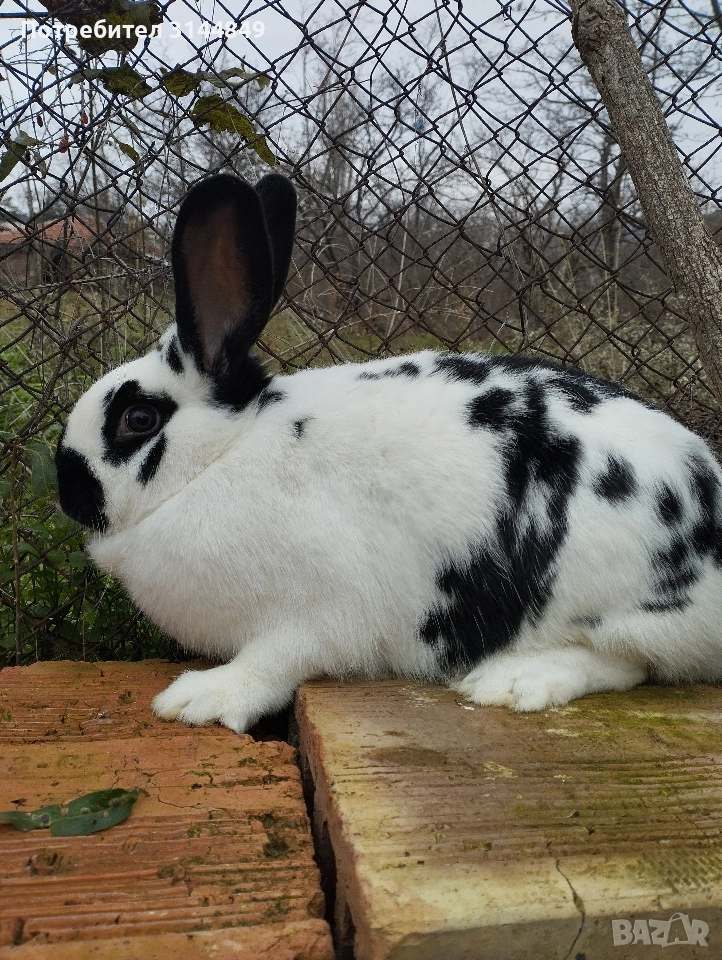 Зайци , снимка 1