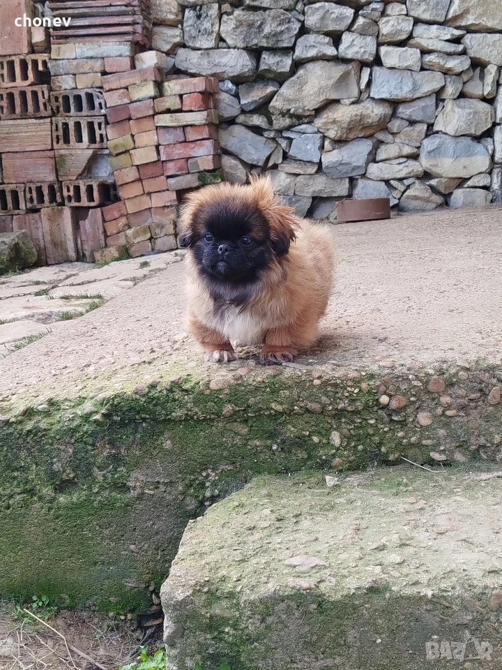 пекинез бебета малки, снимка 1