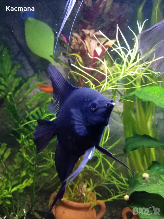 Скалария, скаларии, декоративни рибки, снимка 1