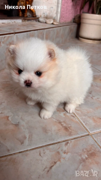 Померан мини , снимка 1