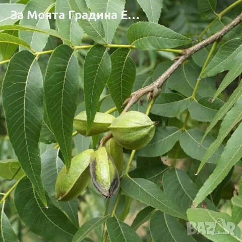 Орех "Пекан" Фиданки , снимка 2 - Разсади - 49766621