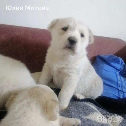 Кученца САО (Алабай) , снимка 3 - Алабай - 53458601