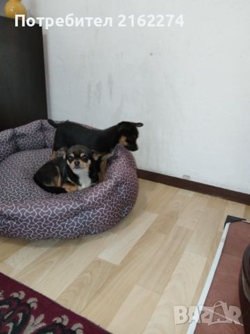 Продавам малко женско куче, снимка 2 - Чихуахуа - 45399678