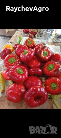 Царска капия, селски пипер семена!