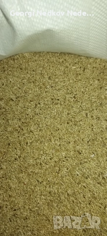 Продавам канарено семе 