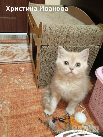 Британски котета , снимка 10 - Британска късокосместа - 53736554