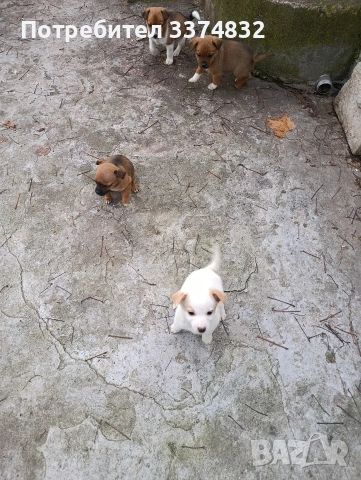 продавам малки кученца, снимка 2 - Други - 52201702