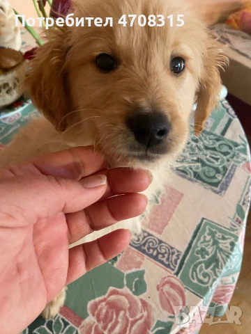 Голдън ретривър момченце, снимка 4 - Голдън ретривър - 53614153