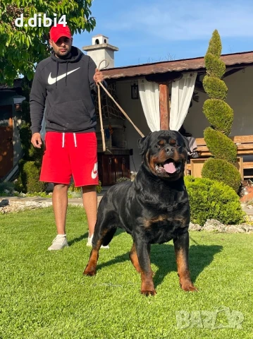 Ротвайлер, снимка 8 - Ротвайлер - 50765987