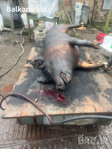 прасета , снимка 2 - Прасета - 52816683