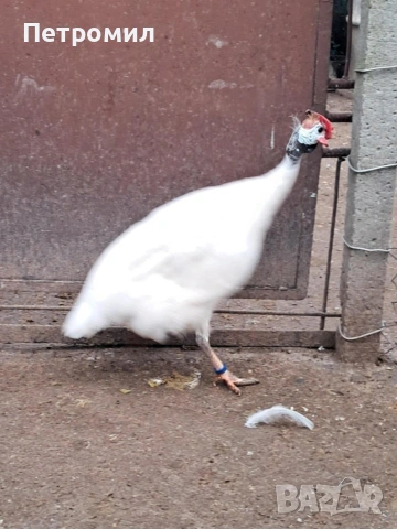 Мъжка токачка, снимка 7 - Кокошки и пуйки - 53055463