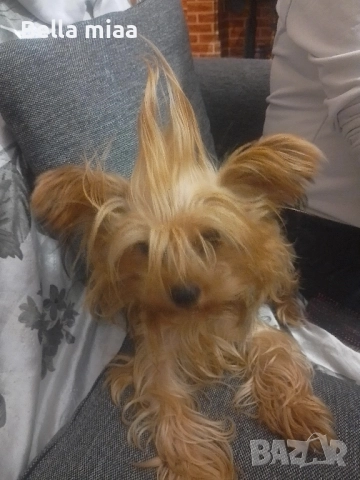 йорки, снимка 3 - Йоркширски териер - 52446737