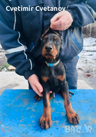 Доберманчета с родословни родители, снимка 3 - Доберман - 52974860