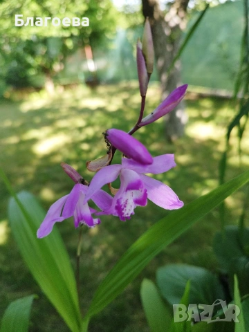 Блетила/Земна орхидея