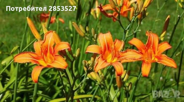 Хемерокалис и Мускари, снимка 4 - Градински цветя и растения - 44985966