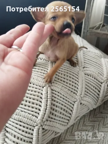 пинчерче момче, снимка 1