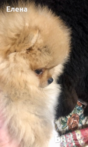 Померанче, снимка 5 - Померан - 52818991