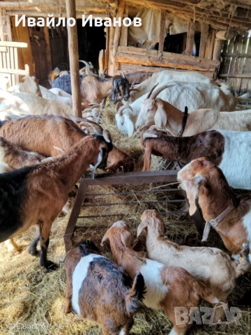 Продавам кози с ярета
