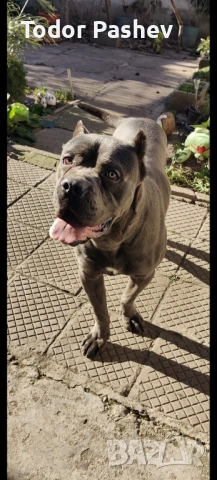 Мъжко кане корсо за разплод, снимка 4 - Кане корсо - 53139274