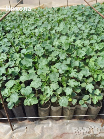 Разсад дини и пъпеши, снимка 2 - Разсади - 53251687