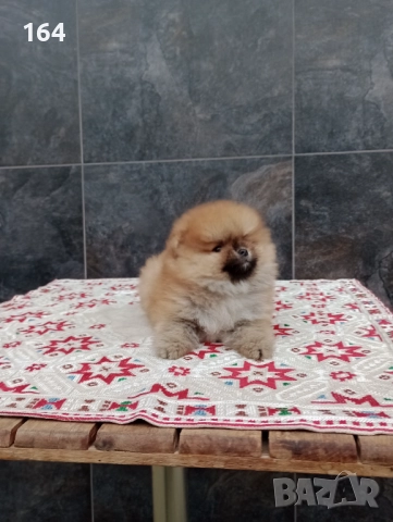 Мъжки Померан. Реални снимки от 01.12.25 г. , снимка 4 - Померан - 52665484