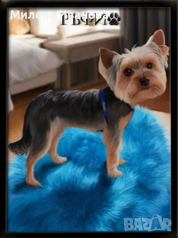 Йорки за разплод