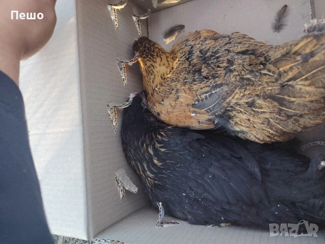 пилета,кокошки яйца , снимка 4 - Кокошки и пуйки - 54069227