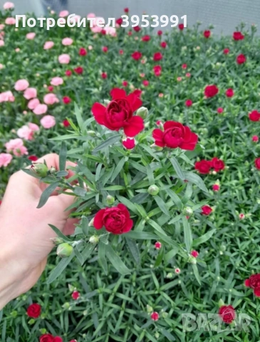 Ароматен едроцвет нискостъблен карамфил студоустойчив, снимка 3 - Градински цветя и растения - 53575571