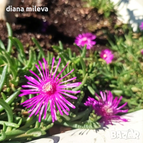Делосперма (Delosperma cooperii), вечнозелено многогодишно сукулентно растение, снимка 4 - Градински цветя и растения - 53567133