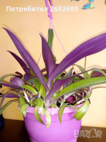 Традесканция рео,кливия,исусов венец, кротон, сансивиера,хибискус , снимка 3 - Стайни растения - 42021101