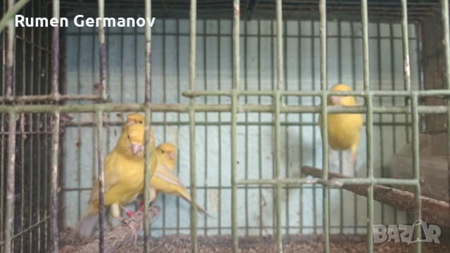 Продавам млади канарчета 2025г., снимка 6 - Канари - 52147318