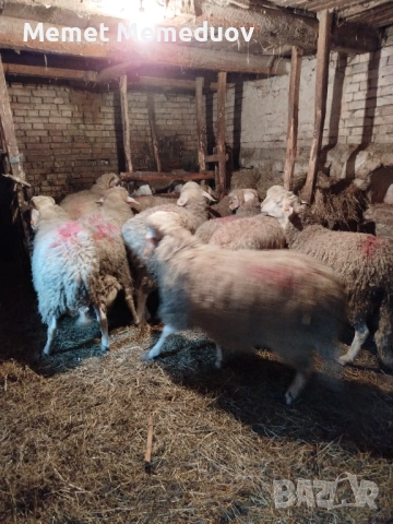 Продавам 25бр Мъжки агнета за клане за Байрама ако някой се интересува дами се обади, снимка 2 - Овце - 54208412