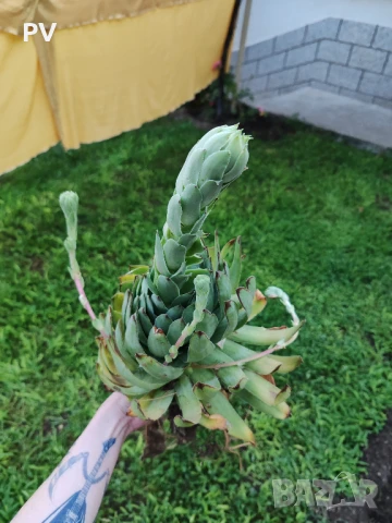 Sempervivum / семпервивум / алпийска роза / кактус / сукулент, снимка 6 - Градински цветя и растения - 50949209