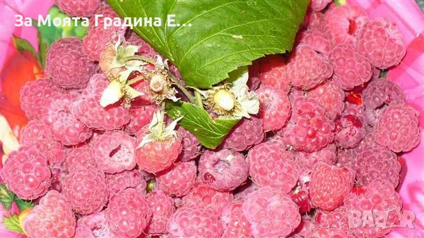 Дива малина , снимка 2 - Разсади - 49490108