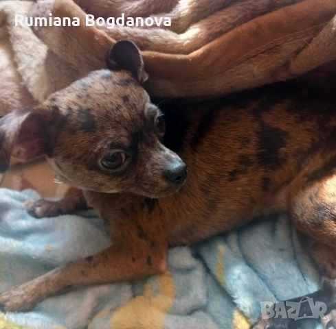 Продавам куче мерле