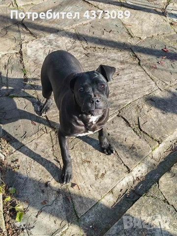 кане корсо, снимка 5 - Кане корсо - 52815754