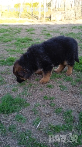 Чистокръвнa женска немскa овчаркa на 2 месеца 300 евро, снимка 5 - Немска овчарка - 53839044