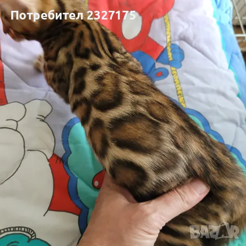 Бенгалска котка, снимка 7 - Бенгалски - 25815287