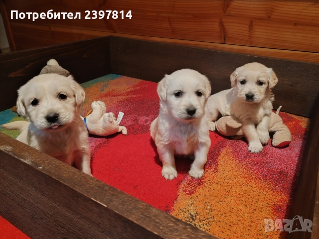 Голдън ретривър 