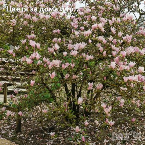 Magnolia George Henry Kern(Магнолия Джордж Хенри Керн), снимка 2 - Градински цветя и растения - 46565852