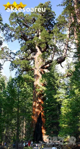 Нови качествени 15 семена от гигантска секвоя мамутово дърво sequoiadendron giganteum за декорация, снимка 9 - Сортови семена и луковици - 50223094
