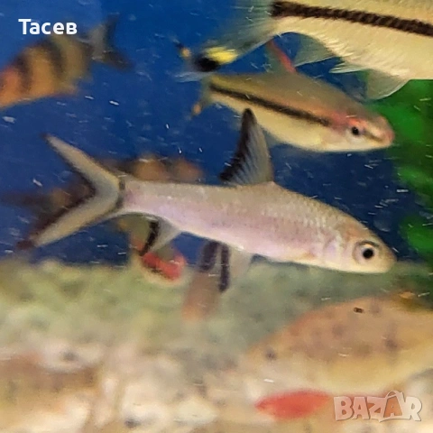 Силвършарк 5-6см