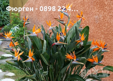 Кралска стрелиция (Strelitzia reginae), снимка 3 - Разсади - 52906618