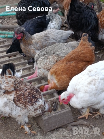 яйца за люпене от Съсекс и голошийки и качулати , снимка 2 - Кокошки и пуйки - 53723134